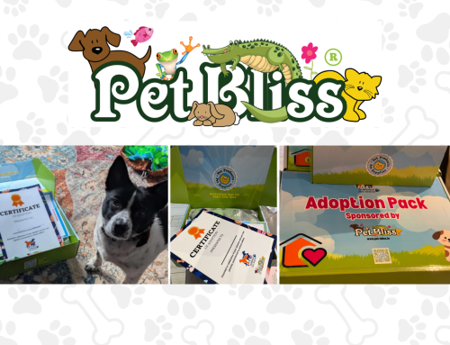 Pet Bliss Launch Ireland’s first Rescue Adoption Pack Programme for dogs